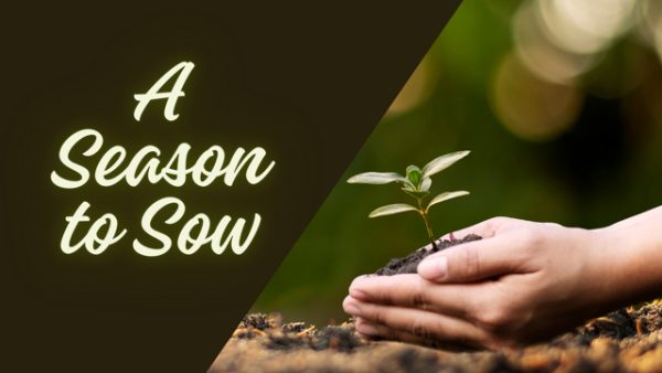 A Season to Sow cover image